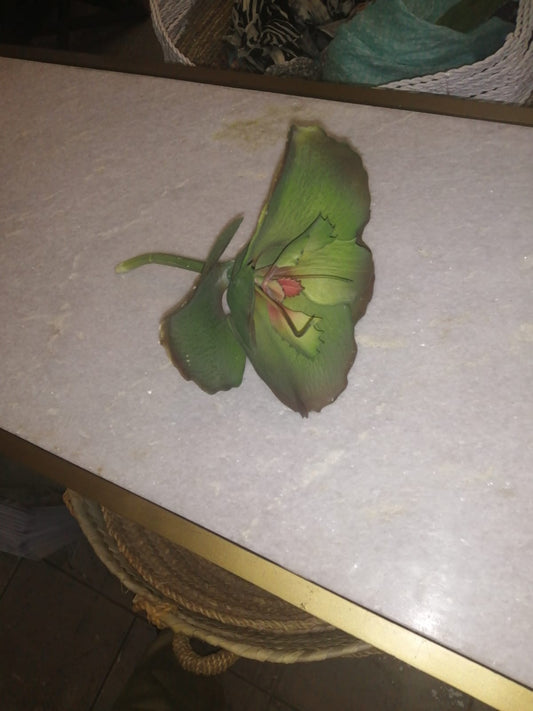 Artificial Plant Flapjack Succulent